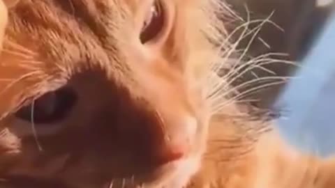 Adorable orange cat got relax