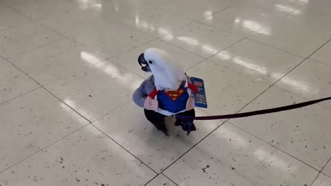 Thus SuperBurb Is Ready For His Next Movie