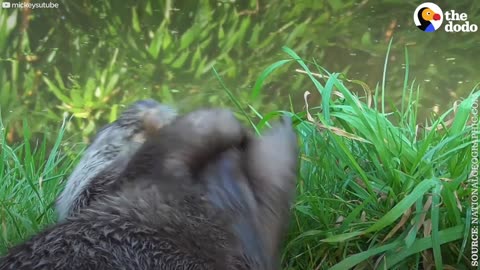 Otter Juggling Rocks: A Few Theories Why | The Dodo