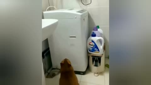 cat jumping in the washing machine 2022