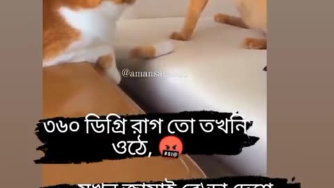 Hot cat fight her husband.