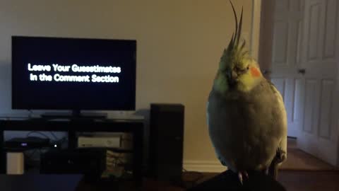 Cockatiel fuzzing out and falling asleep
