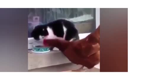Cat Slaps Rooster's Face Like She’s Playing The Fruit Ninja Game