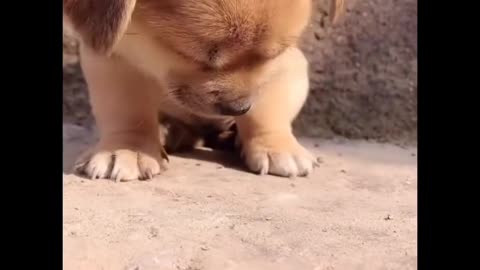 Cute Funny videos,Pets,Dogs.