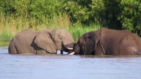 videos of elephants| #elephants |Susantha11
