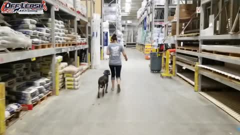 Dog training videos
