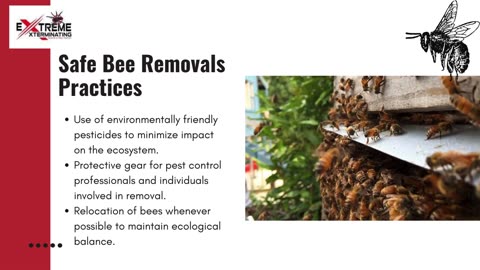Understand the Bee Removal Pest Control Services