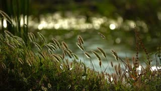 cool wind flowing through a forest