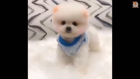 Cute Mini Pomeranian Funny and Cute Animals