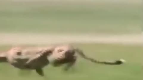 Fastest Animal in the world