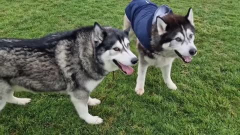 Huskies Ambush Me with Cuteness To Get What I Have!