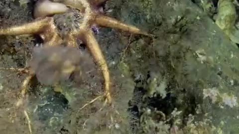 How A Sea Cucumber Eats