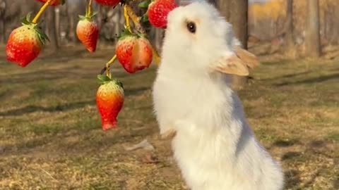 bunny standing on two legs and eating berry