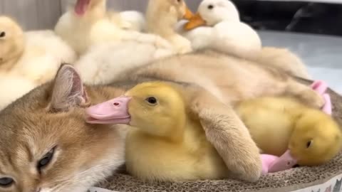 The kitten and ducklings sleep together 🐱🐥💤