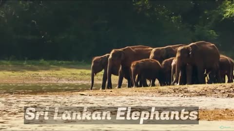 Sri Lankan Elephant