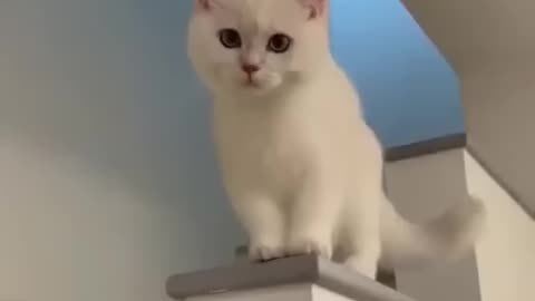 Cute cat laughing