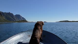 Dog in good day for fishing