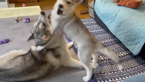 The big husky bears the little one's play