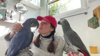 MEET NEW BIRD! African Gray Parrot