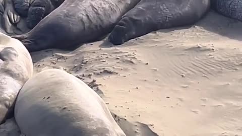Seals in the wild