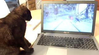 Cat doesn't understand how computers work