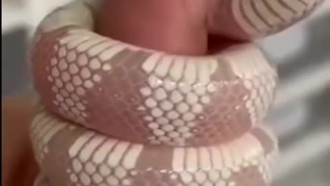 Beautiful Snake