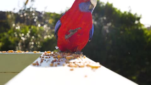 A parrot Bird eating nuts.