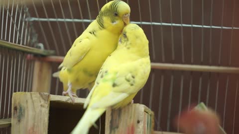 small parrot playing.