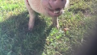 Happy pig slow mo