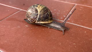 It's a beautiful snail.