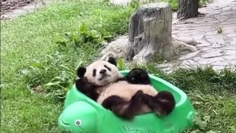 Relaxing panda