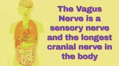 UNLEASHING THE POWERS OF YOUR VAGUS NERVOUS SYSTEM FOR BETTER SPIRITUALITY