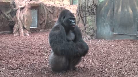 Gorille en colere (Zoo, AMNEVILLE- MOSELLE- FRANCE)