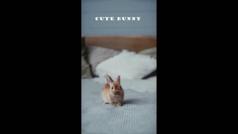 CUTE BUNNY🐰😍