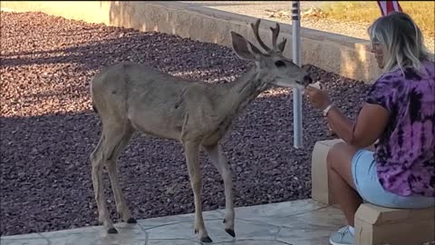 Bucky, Shirley's pet deer