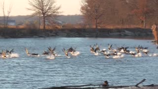 422 - Canada Geese Take Flight