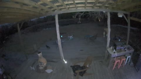 What's Happening here: Spirits Messing Around with Stray Cats Paranormal Caught on Camera