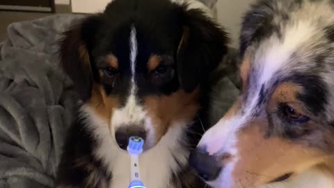 Australian Shepherd Grins At Electric Toothbrush
