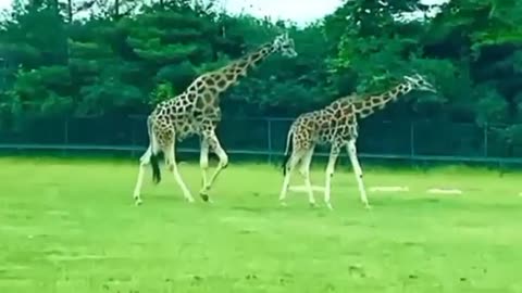 Giraffes Drive | Nat Geo Wild