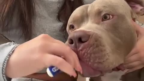 Dog Has Good Hygiene