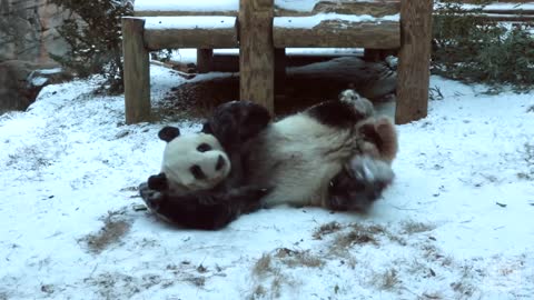 Panda Yang Yang Plays in Man-made Snow