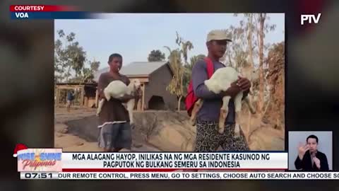 Mga alagang hayop, inilikas na ng mga residente kasunod ng pagputok ng Bulkang Semeru sa Indonesia