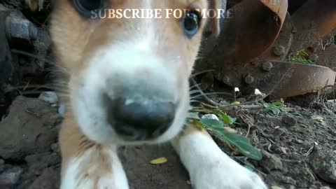 CUTE PUPPY🐶😍 PLAYING PUPPY IS SAD 😔 PUPPY PLAY HIDE AND SICK CUTE PUPPY VIDEOS INDIAN PUPPY