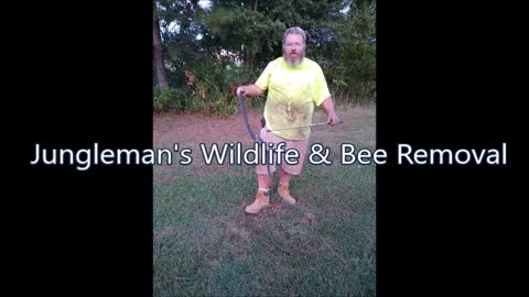 Jungleman's Wildlife & Bee Removal - (479) 336-0101