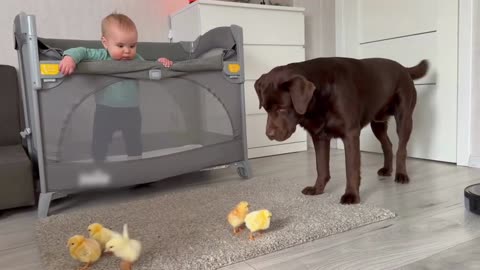My Baby and My Dog Fall in Love with Baby Chicks! Too Cute to Handle!