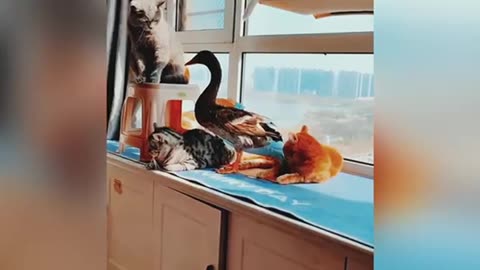 Hilarious 🐈 and Duck 🦆 Duo: A Quacky Friendship!"🤝