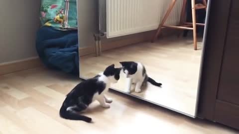 Funny cat and mirror vidio.Funny vidio