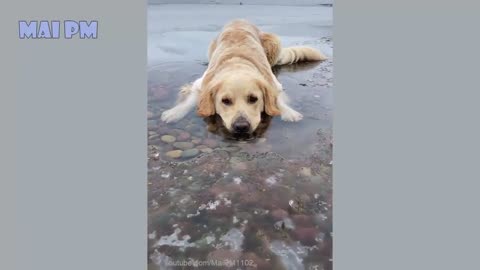 🤣Funny Dog Videos 2020🤣 🐶 It's time to LAUGH with Dog's life