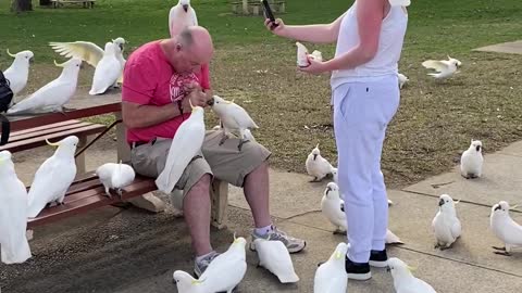 Crowd of Cockatoos Await Almonds