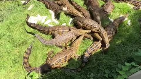 Croc feeding frenzy at @primitivepredator 🐊